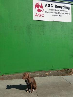 Warehouse dog posing in front.