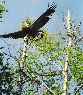 Eagles nest at the Southern most lake in the chain