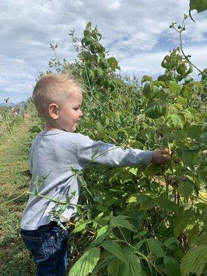 Picking Raspberries