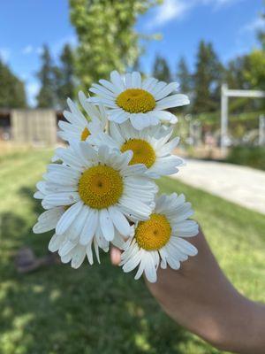 Beautiful day, beautiful wild flowers