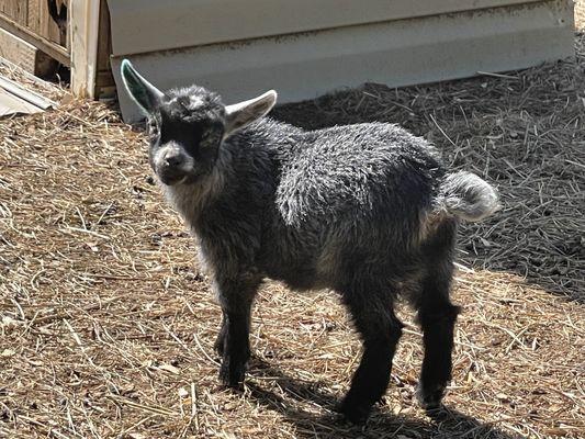 Pygmy goats