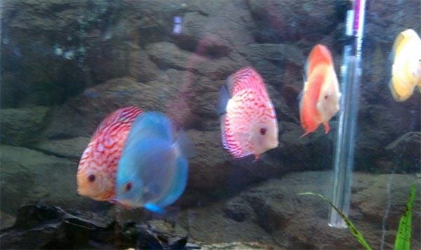 Living Color Tropical Fish