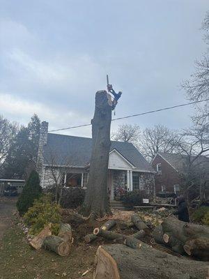 Tree removal