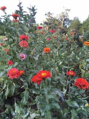 Flower garden after deadheading.