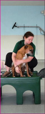 Fuzzy Butts Dog Daycare