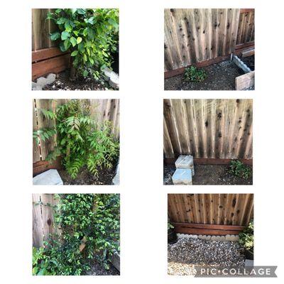 Small plant/tree/bush removal