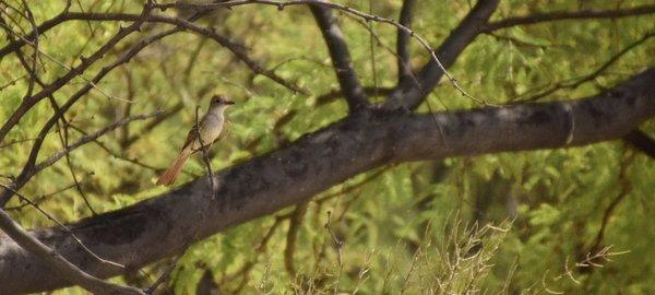 Flycatcher