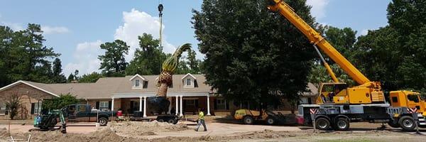 Landscape Construction and tree installation