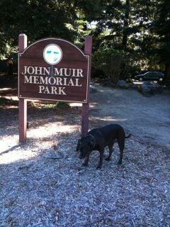 Mamba at John Muir Memorial Park on a very hot day!