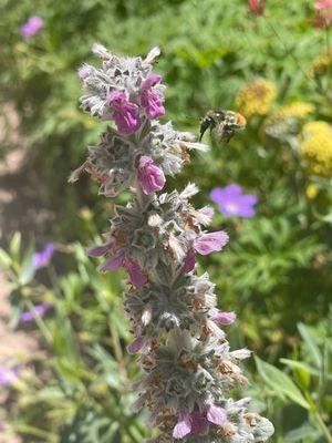 Honey Bee Rescue