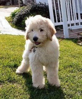 F1B Labradoodle