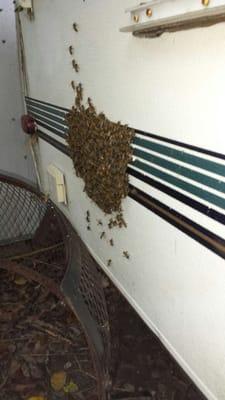 beautiful bee swarm on the side of a camper - able to relocate these bees so our clients could hit the open road!