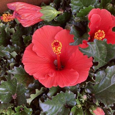 We just received another shipment of Hibiscus for $22.50 each.