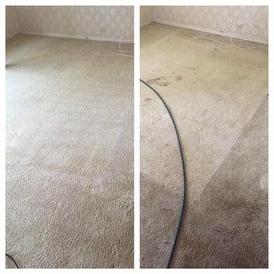 Executive Green Carpet Cleaning