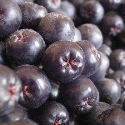 ARONIA berries the best local superfruit available.