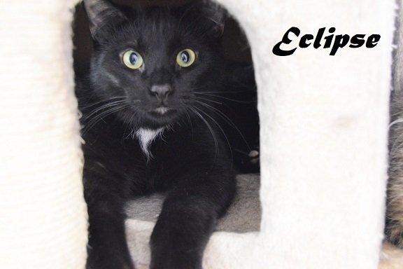 Eclipse is looking for a patient foster family to help him trust people.