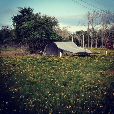 Summer at the Farm