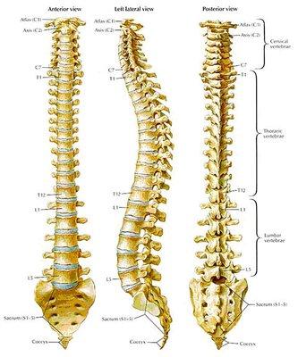 Spinal anatomy