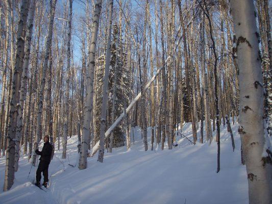 Exploring the birch forest