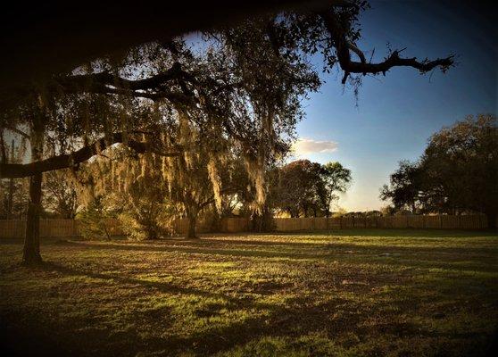 Our grounds at sunset