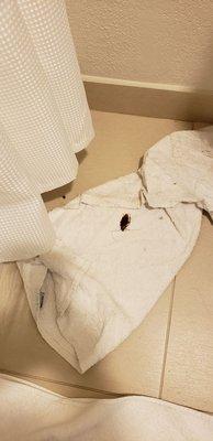 Huge cockroach in the shower, I killed it