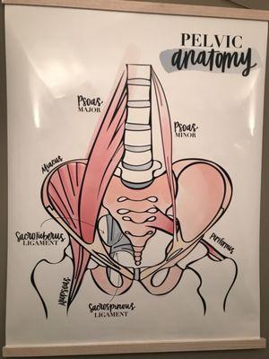 Anatomical chart