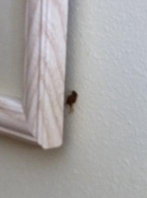 Fresh cockroach behind picture frame eeeewwwwww!!