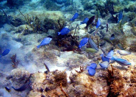 4 Hour Key West private clothing optional snorkeling trips!