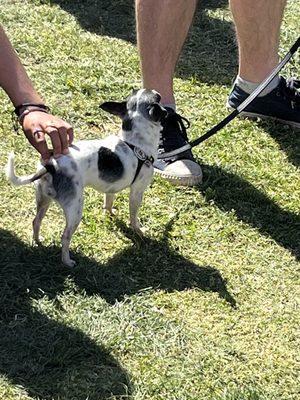 Chihuahua races