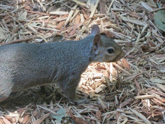 Native tree rat - very cute