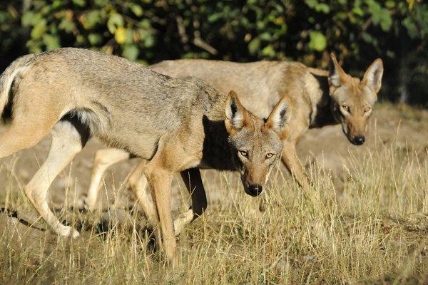 Critically endangered red wolves like these siblings live at Wolf Haven as part of a captive-breeding program to ensure their survival.