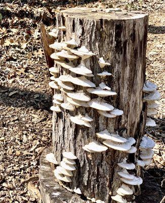 The Polypores make the tree stump appear as a work of art!