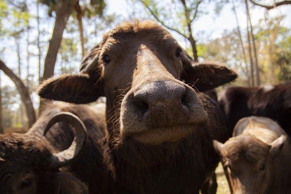 Backyard Buffalo