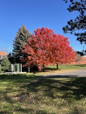 This tree took my breath away