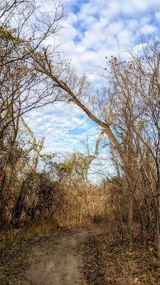 Falling tree