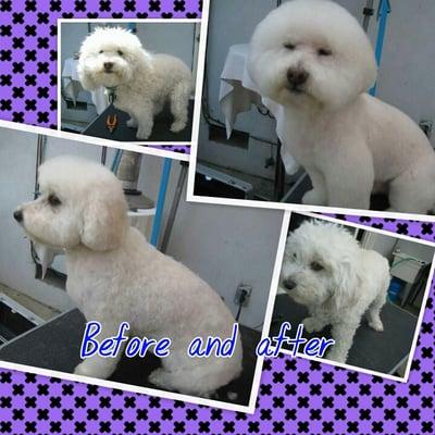 mocha and ella. bichon mixes before and after