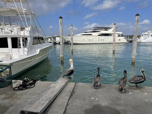 About to board the Fintastic, checking out the pelicans!