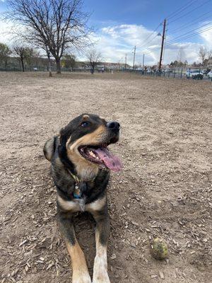 My pup at the dog park!