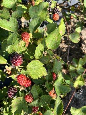 Blackberries