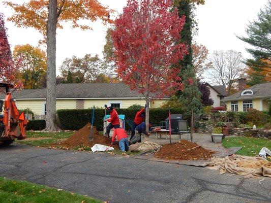 Landscaping - Large Caliper Tree Transplanting