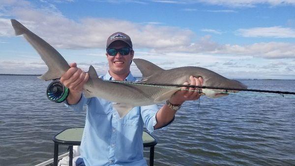 Bonnet head sharks!