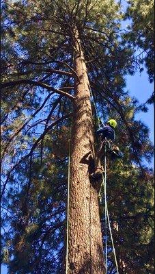 One of our certified Tree Climbers ascending a tree.