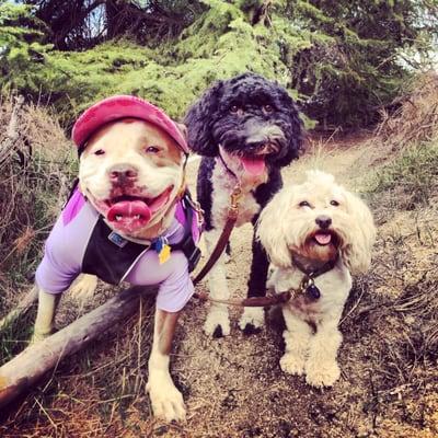 Lady Bella and Henry in full hiking gear