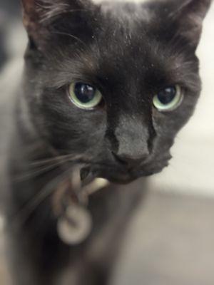 Super friendly shop cat!