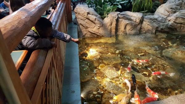 The waitress gave my son some fish pellets so he could feed the fish...right from our seats!