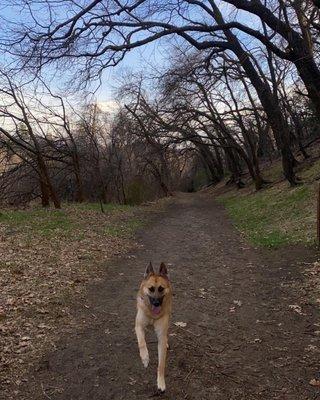 @roccothrgermanshepherdrescue loves coming here