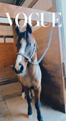 Wilsonville Equestrian Center