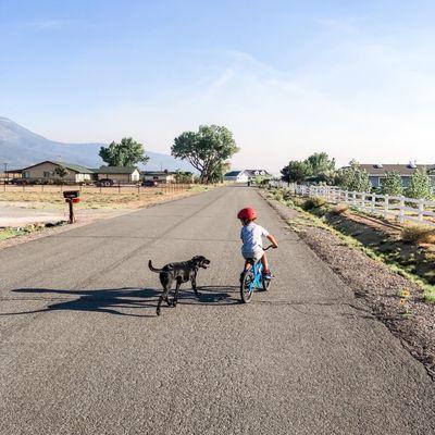 Jack off leash on a walk with our son.