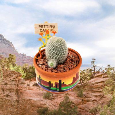 Petting Cactus are small cactus that are friendly to the touch, planted in a terra-cotta pot with sign and lizard.