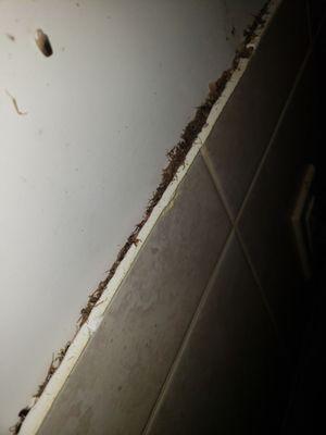 after having kitchen cabinets removed. here's the infestation proof I showed Caroline and maintenance.